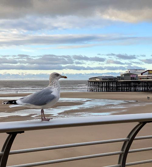 seagull in blackpool