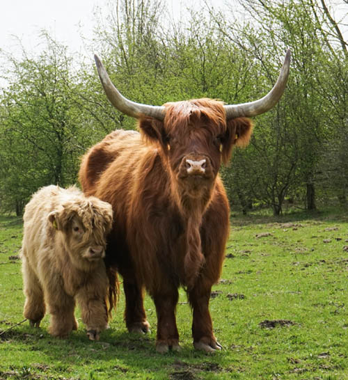 highland-cow