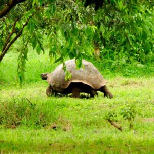 Turtle in field