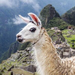 lama at machu Picchu